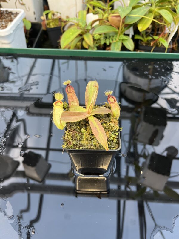 Wide Angle of Nepenthes ampullaria x hamata | Borneo Exotics | BE-3948 | 20865