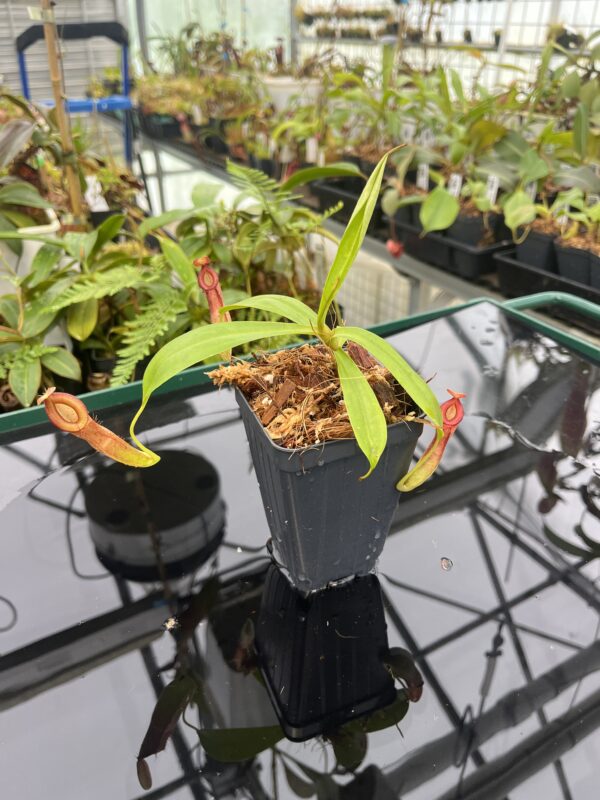 Wide Angle of Nepenthes (ampullaria x mirabilis) x dubia | Borneo Exotics | BE-3694 | 20808