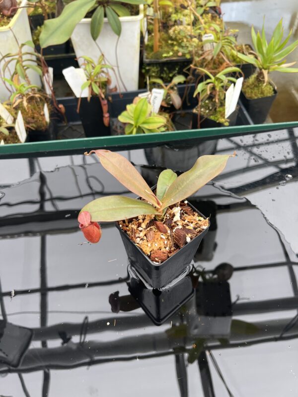 Wide Angle of Nepenthes ampullaria x sibuyanensis | Borneo Exotics | BE-4656 | 20929