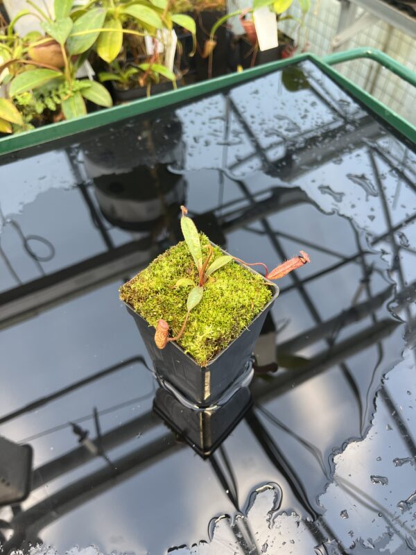 Wide Angle of Nepenthes argentii {Sibuyan, Philippines} | Best Carnivorous Plants | BCP-01 | 20875
