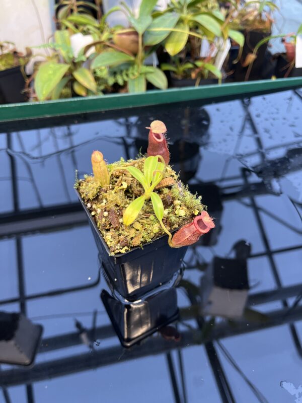 Wide Angle of Nepenthes (aristolocioides x flava) x edwardsiana | individual seedling (ISC) | Andreas Wistuba | AW-Nx_(aristXflav)Xed.1 | 20899