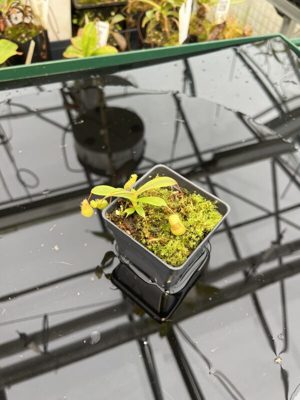 Wide Angle of Nepenthes barcelonae {mix of clones, Luzon, Philippines} | Best Carnivorous Plants | BCP-1832 | H21051