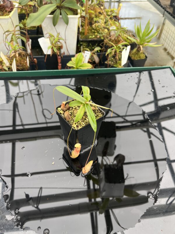 Wide Angle of Nepenthes bellii {Mindanao, Philippines} | Best Carnivorous Plants | BCP-1713 | L20933