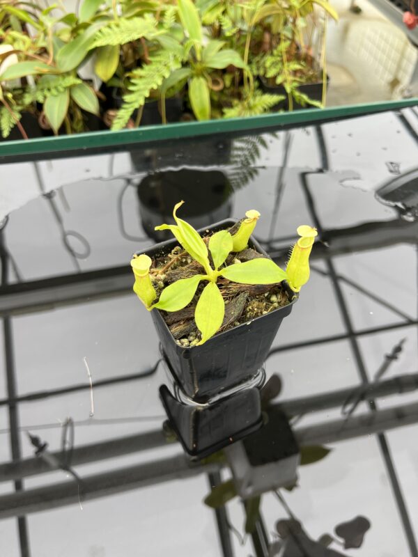 Wide Angle of Nepenthes bicalcarata | Borneo Exotics | BE-3031 | 20784