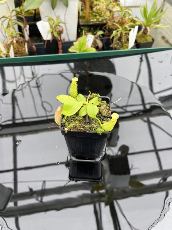 Wide Angle of Nepenthes bicalcarata | Borneo Exotics | BE-3031 | L20904