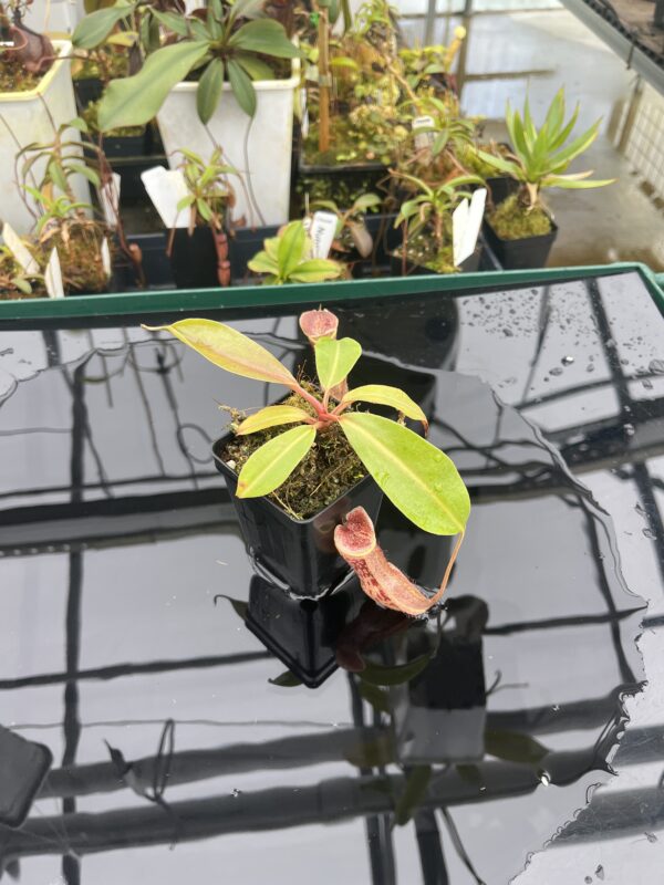Wide Angle of Nepenthes boschiana | Borneo Exotics | BE-3643 | 20925