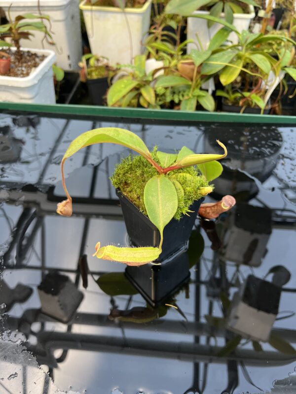 Wide Angle of Nepenthes boschiana | MKS | Florae | Assorted Clones | Florae Collaborative | FC-483 | 20869