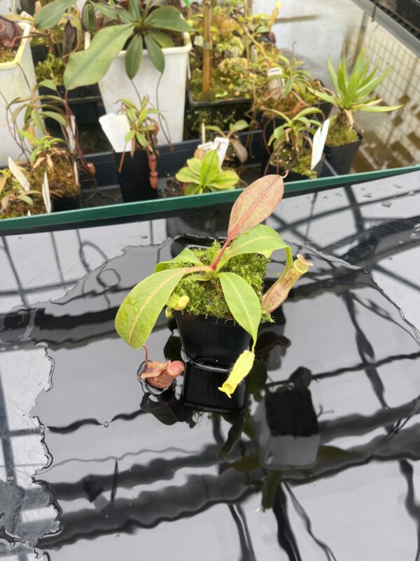 Wide Angle of Nepenthes boschiana | MKS | Florae | Assorted Clones | Florae Collaborative | FC-483 | 20903