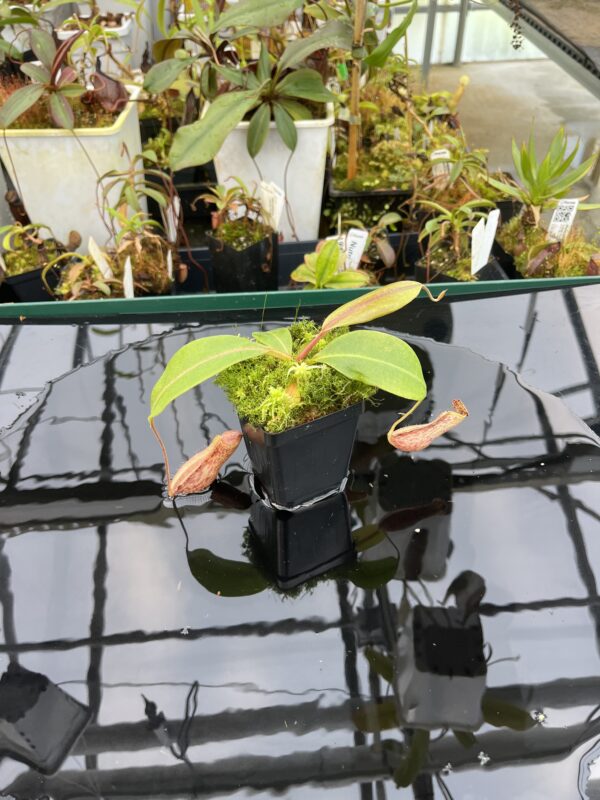 Wide Angle of Nepenthes boschiana | MKS | Florae | Assorted Clones | Florae Collaborative | FC-483 | 21003