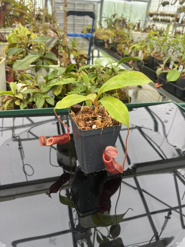 Wide Angle of Nepenthes boschiana x mira | Borneo Exotics | BE-3675 | 20809