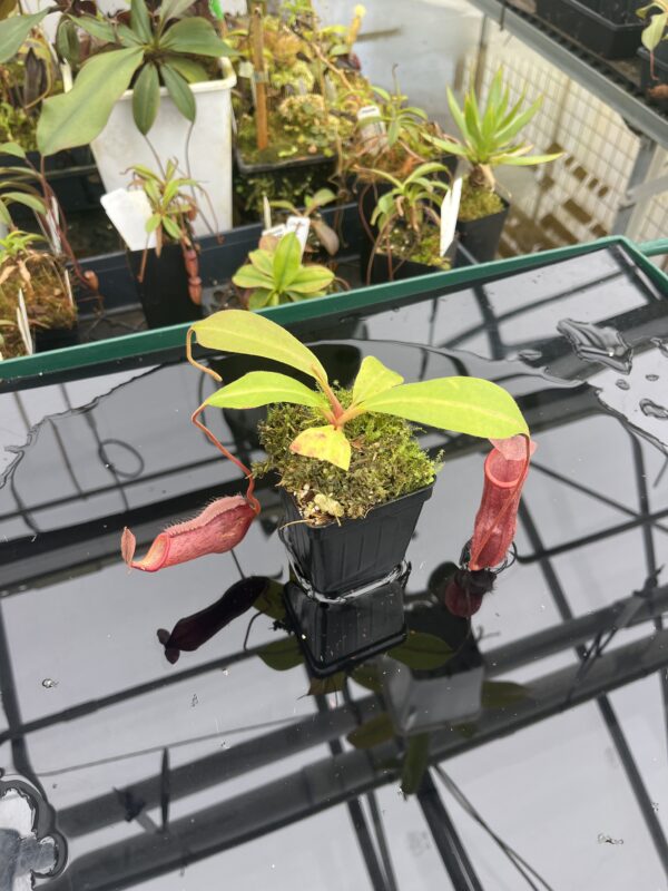 Wide Angle of Nepenthes boschiana x mira | Borneo Exotics | BE-3675 | 20923