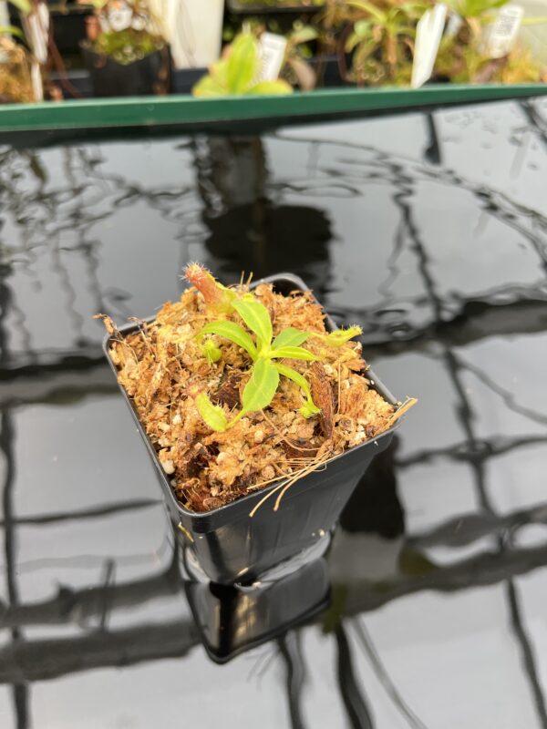 Wide Angle of Nepenthes (boschiana x veitchii (m) Bario - squat, pink) x (lowii x truncata - giant) | Florae | Florae Collaborative | FC-397.10 | IN21013