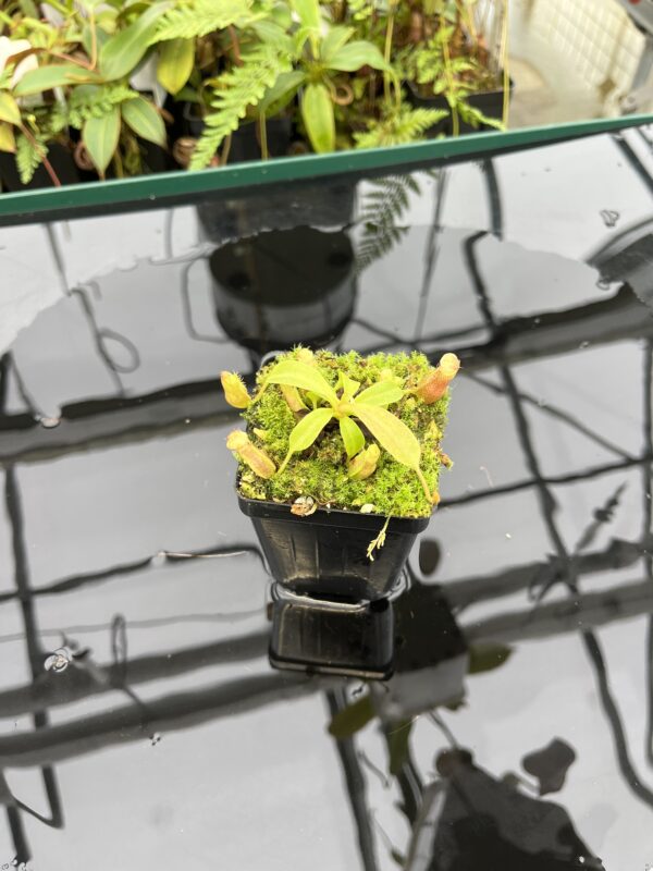 Wide Angle of Nepenthes boschiana x villosa | JH | Florae | Clone 7 | Florae Collaborative | FC-366.07 | 20789