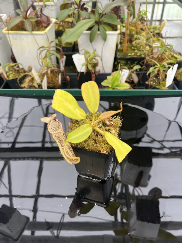 Wide Angle of Nepenthes burbidgeae x platychila | Borneo Exotics | BE-3886 | 20947