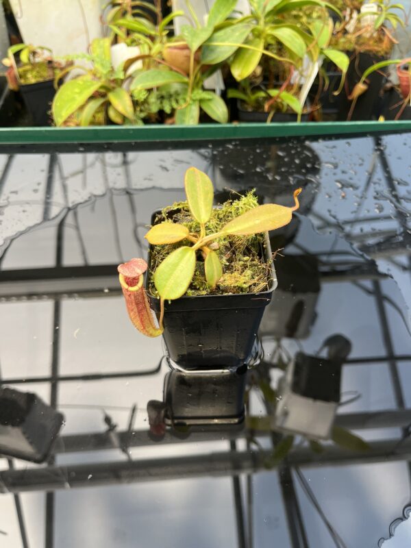 Wide Angle of Nepenthes burbidgeae x (veitchii x lowii) | Borneo Exotics | BE-3993 | 20858