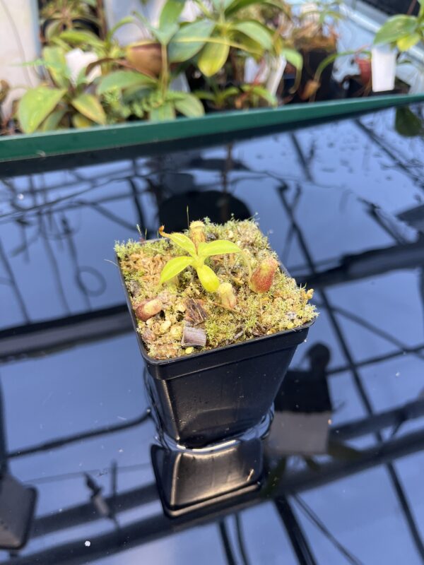 Wide Angle of Nepenthes burbidgeae x villosa | JH | Florae | Clone 9 | Florae Collaborative | FC-357.09 | 20886