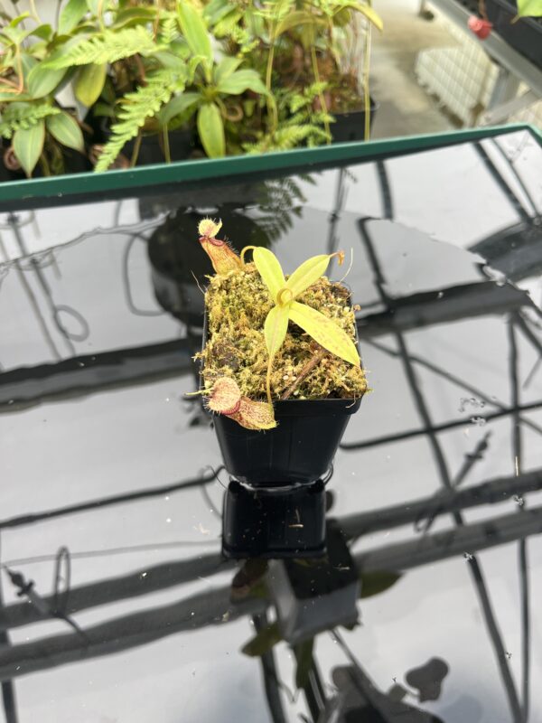 Wide Angle of Nepenthes burkei x hamata | Borneo Exotics | BE-3747 | 20838