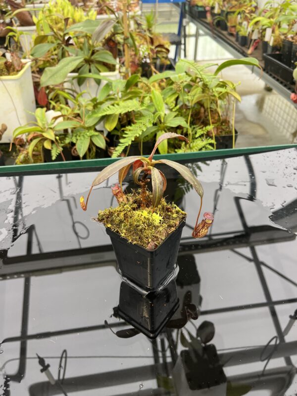 Wide Angle of Nepenthes ceciliae | Borneo Exotics | BE-3956 | 20818