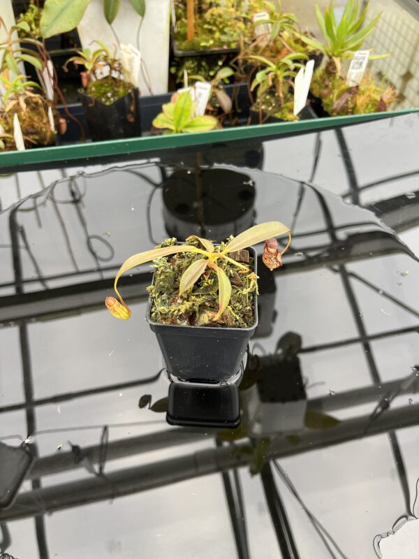 Wide Angle of Nepenthes ceciliae | Borneo Exotics | BE-4600 | IN21006