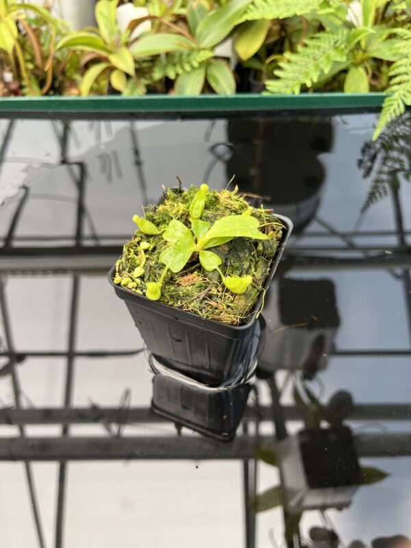 Wide Angle of Nepenthes clipeata | Florae | FC-265.01 | Florae Collaborative | FC-265.01 | 20735