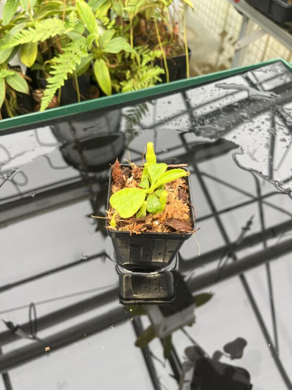 Wide Angle of Nepenthes clipeata | Florae | FC-265.02 | Florae Collaborative | FC-265.02 | 20827