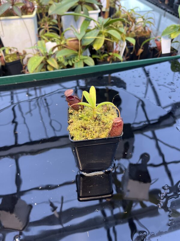 Wide Angle of Nepenthes densiflora x aristolochioides | Borneo Exotics | BE-4076 | 20891