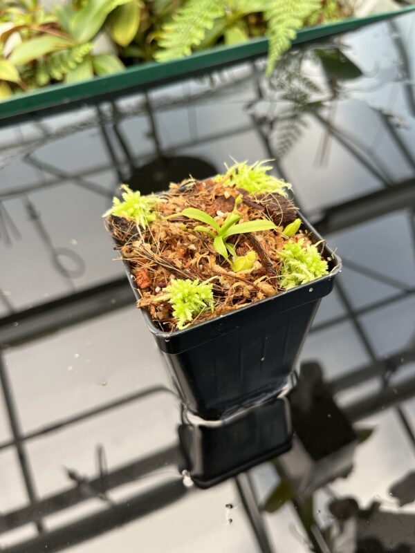 Wide Angle of Nepenthes diabolica | Florae Collaborative | FC-071.IC | 20746