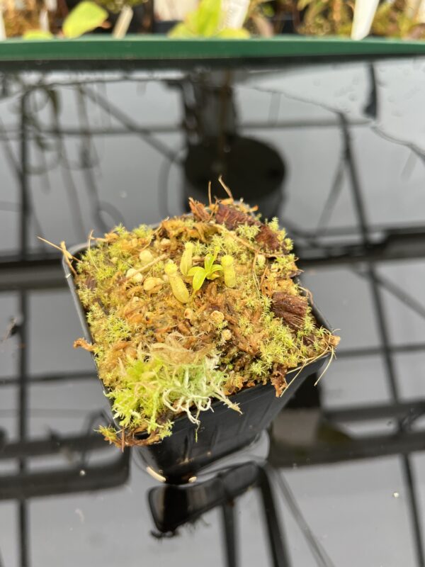 Wide Angle of Nepenthes (diabolica x hamata) x (diabolica x hamata) pod #1 | MKS | Florae | Florae Collaborative | FC-430.01 | 21040