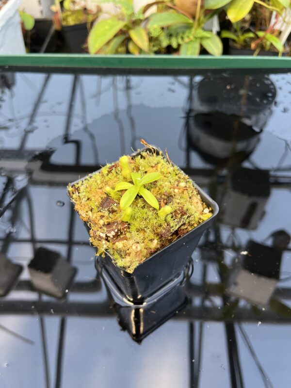 Wide Angle of Nepenthes (diabolica x hamata) x mantalingajanensis AW | MKS | Florae | Clone 1 | Florae Collaborative | FC-429.01 | 20880