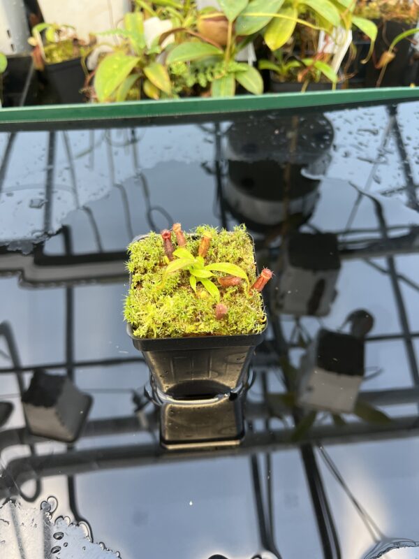 Wide Angle of Nepenthes diatas x villosa | JH | Florae | Clone 5 | Florae Collaborative | FC-391.05 | 20874