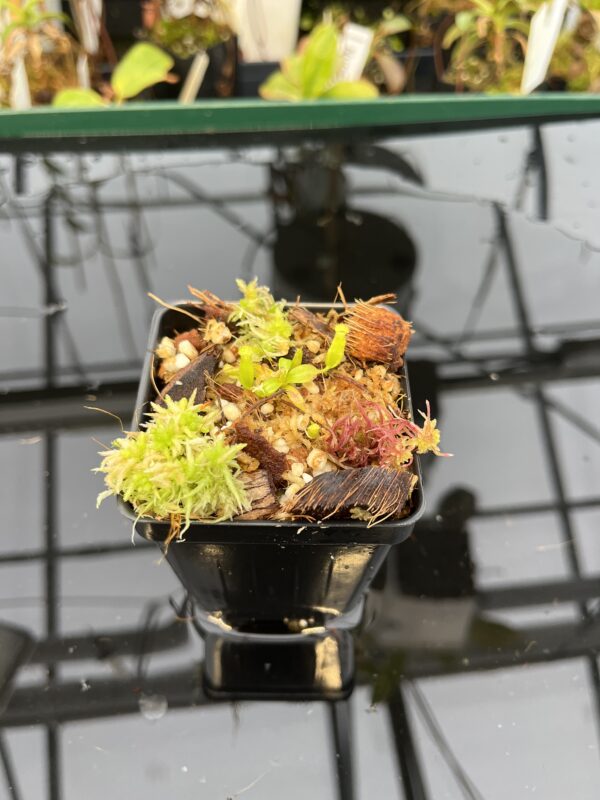 Wide Angle of Nepenthes edwardsiana | Florae | Clone 3 | Florae Collaborative | FC-373.03 | 21048
