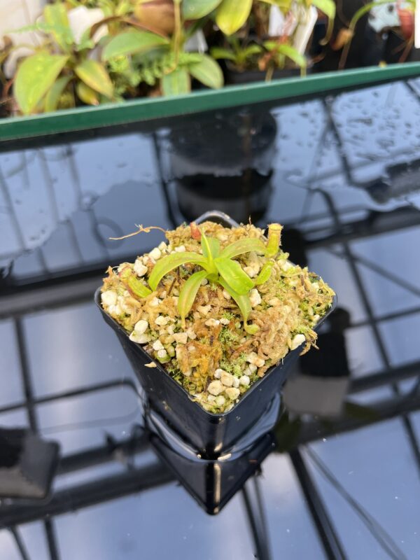 Wide Angle of Nepenthes ephippiata Hose Mountains | JH | Florae Collaborative | FC-45.02 | 20876