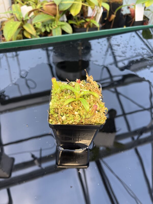 Wide Angle of Nepenthes ephippiata Hose Mountains | JH | Florae Collaborative | FC-45.06 | 20878