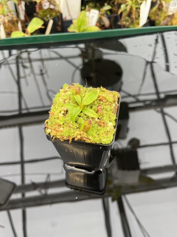 Wide Angle of Nepenthes ephippiata Hose Mountains | JH | Florae Collaborative | FC-45.06 | 21032