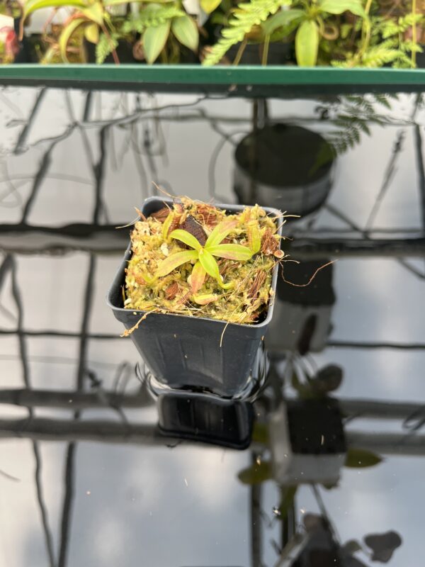 Wide Angle of Nepenthes ephippiata Hose Mountains | JH | Florae Collaborative | FC-45.07 | 20841