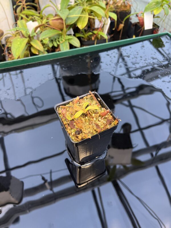 Wide Angle of Nepenthes ephippiata Hose Mountains | JH | Florae Collaborative | FC-45.07 | 20872