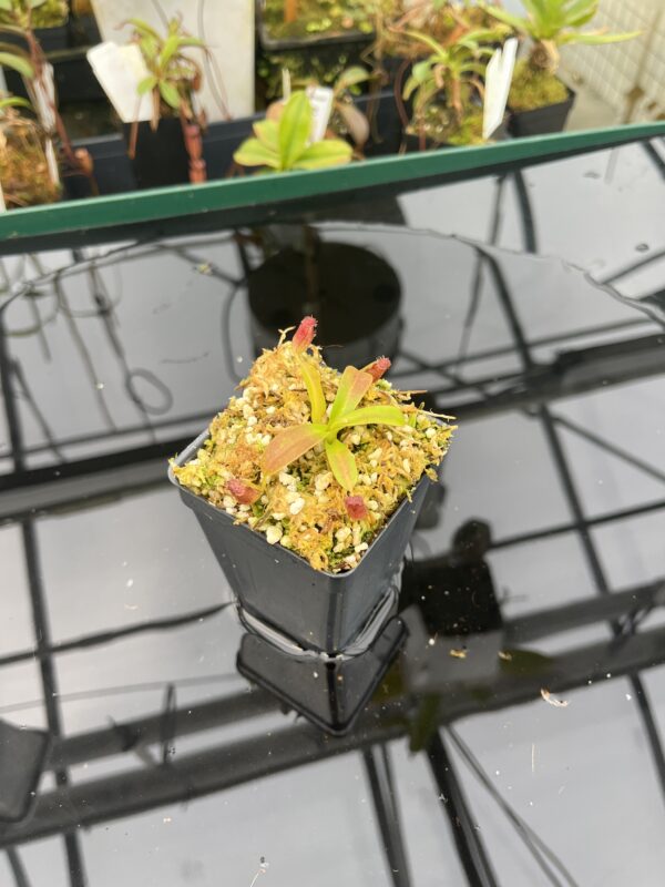 Wide Angle of Nepenthes ephippiata Hose Mountains | Jeremiah Harris | JH-45.03 | 20952