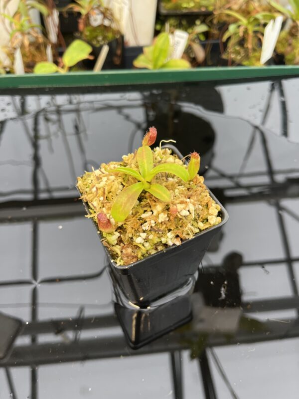 Wide Angle of Nepenthes ephippiata Hose Mountains | Jeremiah Harris | JH-45.03 | 21046
