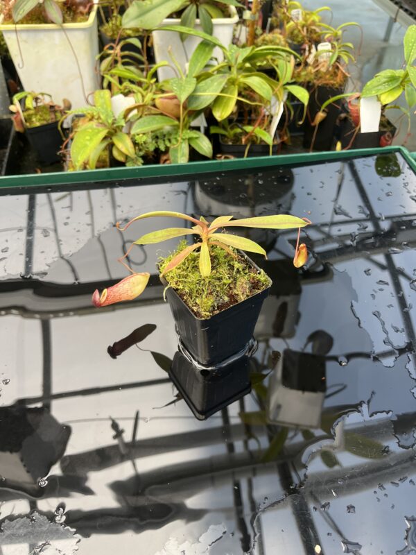 Wide Angle of Nepenthes eustachya x tenuis | Borneo Exotics | BE-3971 | 20855