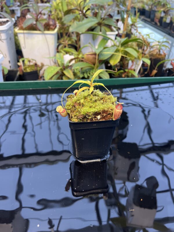 Wide Angle of Nepenthes flava | Borneo Exotics | BE-3652 | 20885