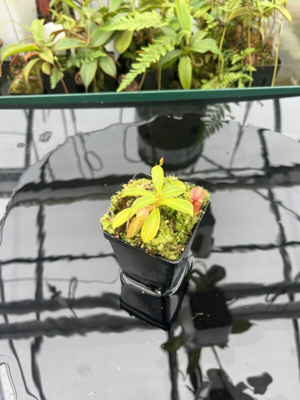 Wide Angle of Nepenthes (flava x edwardsiana) x inermis | individual seedling (ISC) | Andreas Wistuba | AW-Nx(flavXed)Xinerm.3 | 20836