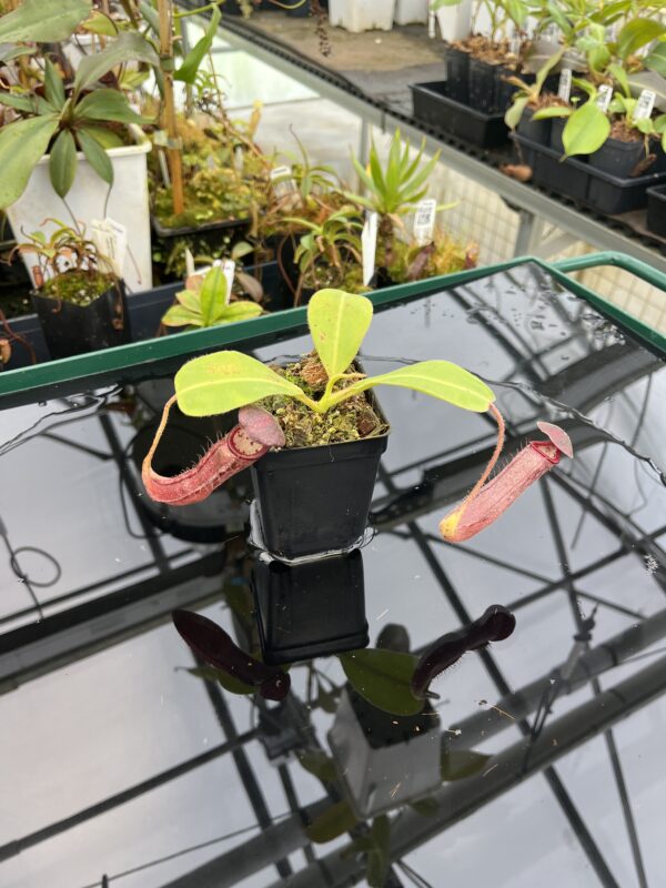 Wide Angle of Nepenthes (glandulifera x boschiana) x (campanulata x veitchii) | Malesiana Tropicals | MT-173 | 21021