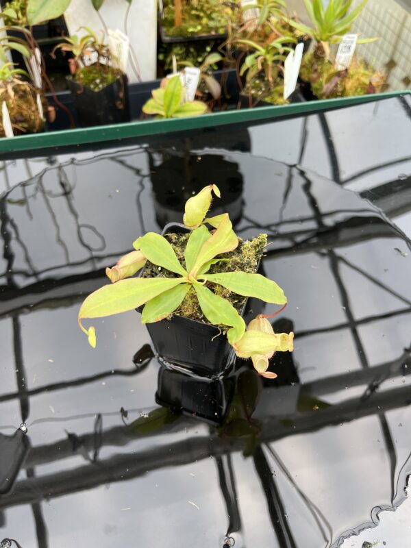 Wide Angle of Nepenthes (globosa 'Klom' x globosa 'B11') x open pollinated | Manny Herrera | 21008