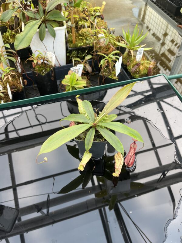 Wide Angle of Nepenthes globosa 'Klom' x hemsleyana | MH | Florae Collaborative | 21002