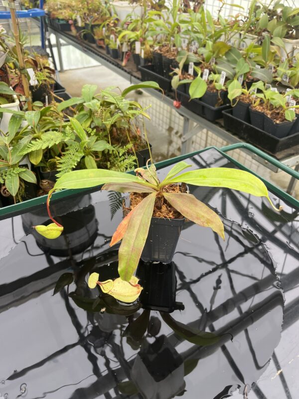 Wide Angle of Nepenthes (globosa x ampullaria) 'Super Squat' x rafflesiana 'Winged' | Manny Herrera | 20807