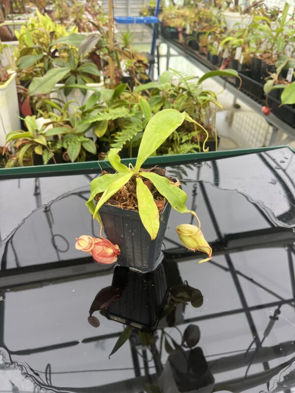 Wide Angle of Nepenthes globosa x hemsleyana | Manny Herrera | 20810