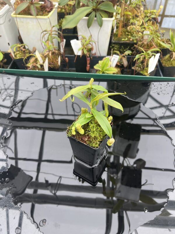 Wide Angle of Nepenthes gracilis | Borneo Exotics | BE-4060 | 20927