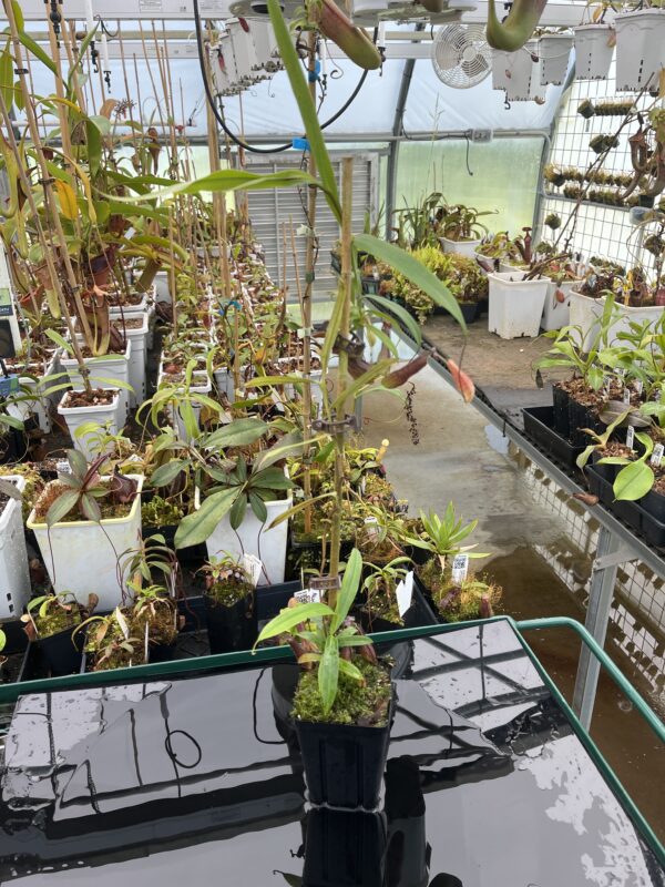 Wide Angle of Nepenthes gracilis | Borneo Exotics | BE-4611 | 21000