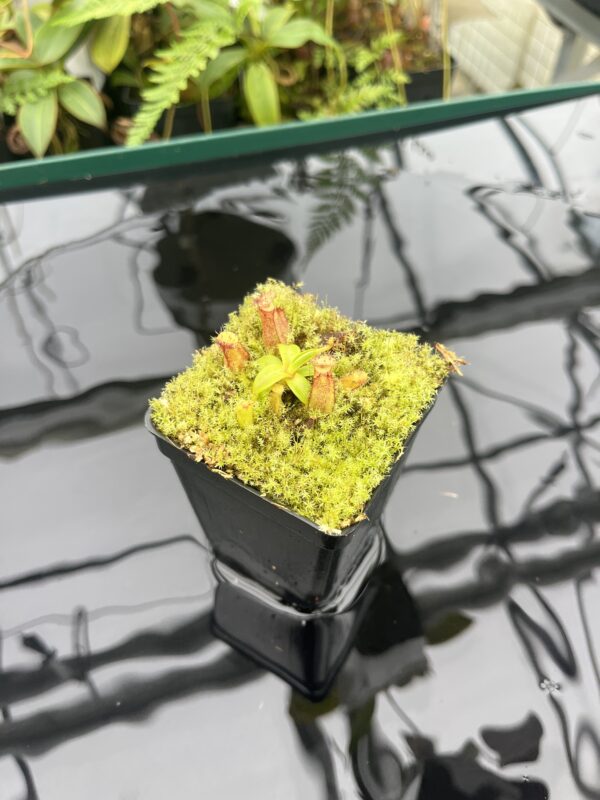 Wide Angle of Nepenthes hamata (katopasa) x edwardsiana| Clone 4 | Florae Collaborative | FC-266.04 | 20833