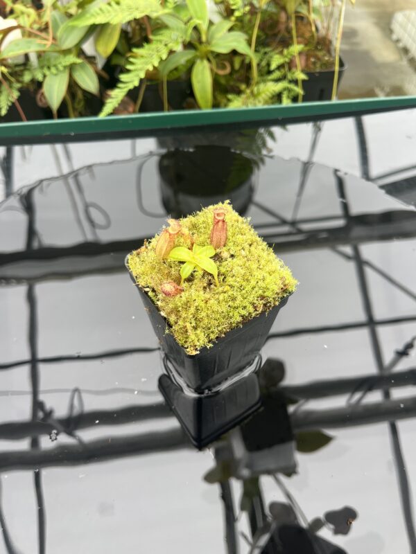 Wide Angle of Nepenthes hamata (katopasa) x edwardsiana| Clone 4 | Florae Collaborative | FC-266.04 | 20834